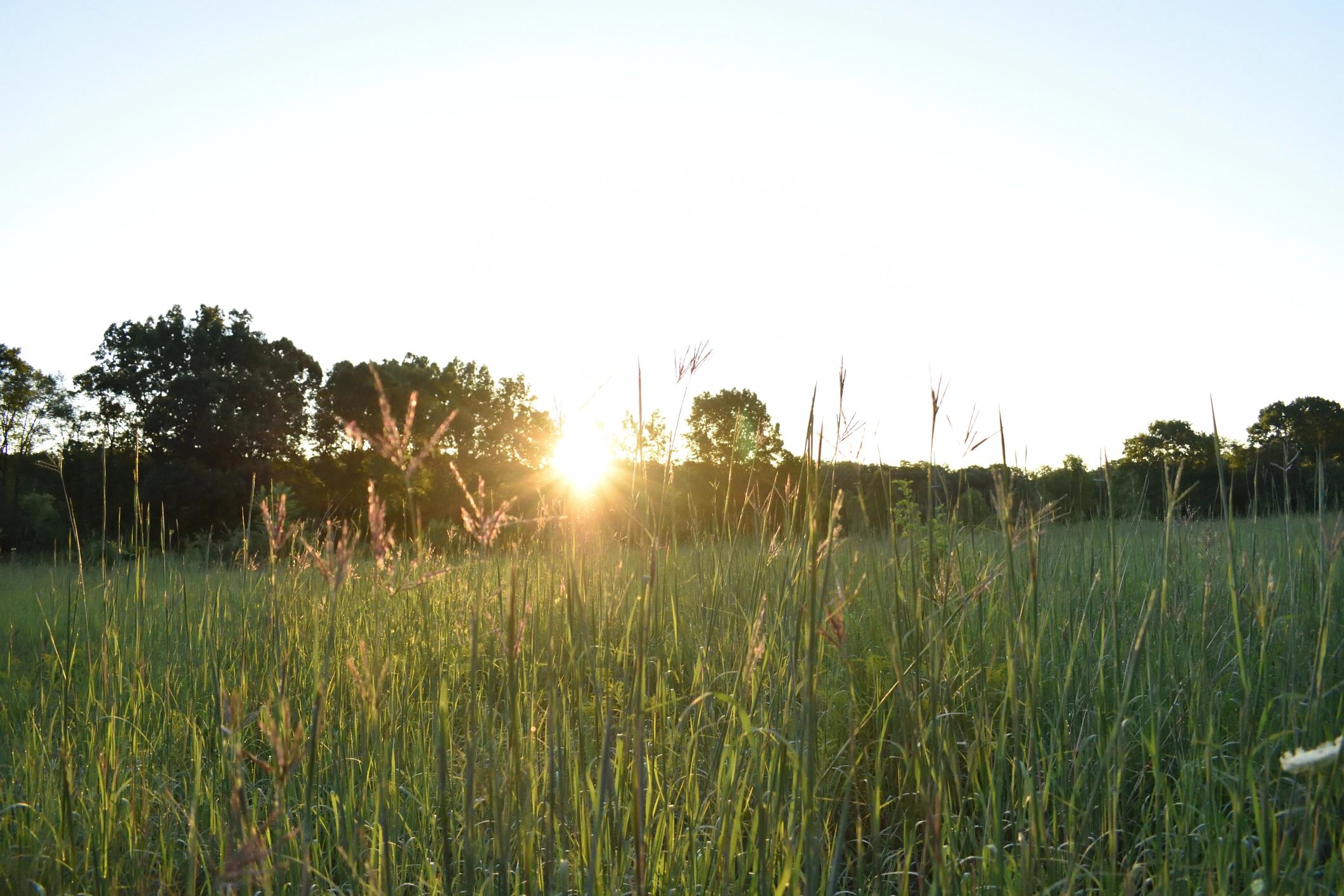 Sunrise over a peaceful meadow symbolizing hope and emotional healing