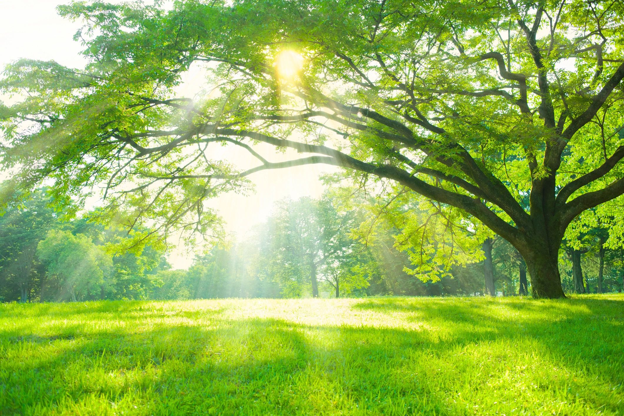 Sunlit tree symbolizing calm and emotional healing